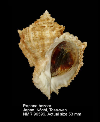 Rapana bezoar (5).jpg - Rapana bezoar (Linnaeus,1767)